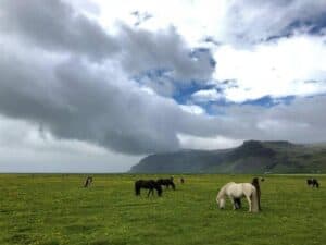 Icelandic Horses