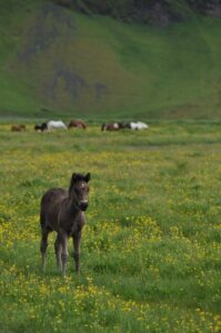 Icelandic Pony