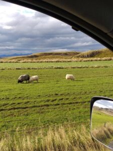 Icelandic Sheep Icelandic Sheep