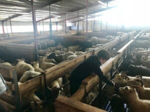 Icelandic Sheep farm