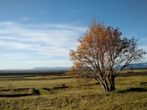 Icelandic forest