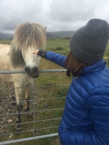Icelandic horse Icelandic horse
