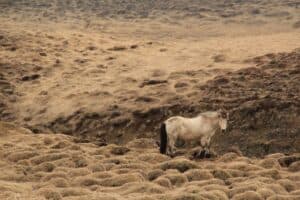 Icelandic horse hiking
