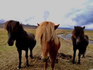 Icelandic horses