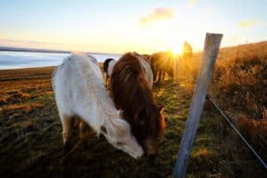 Icelandic horses in sunset