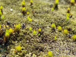 Icelandic moss Icelandic moss