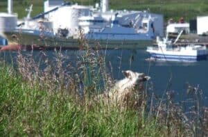 Icelandic sheep
