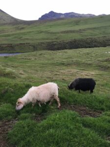 Icelandic sheep grazing
