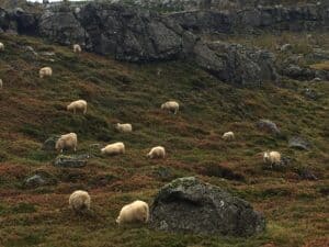 Icelandic sheep grazing Icelandic sheep grazing