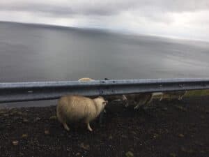Independent Icelandic Sheep