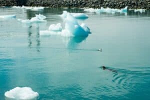 Jökulsárlón seals