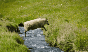 Jumping sheep in Iceland