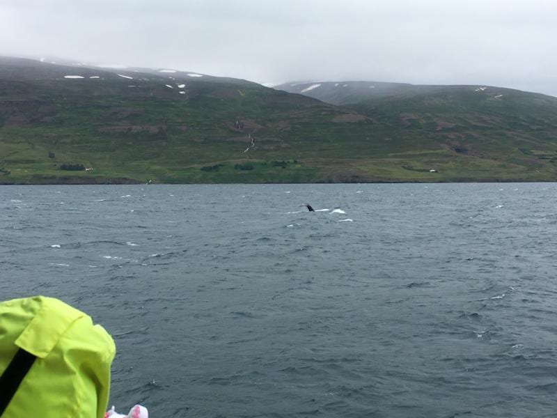 Whale Watching Tour in Iceland