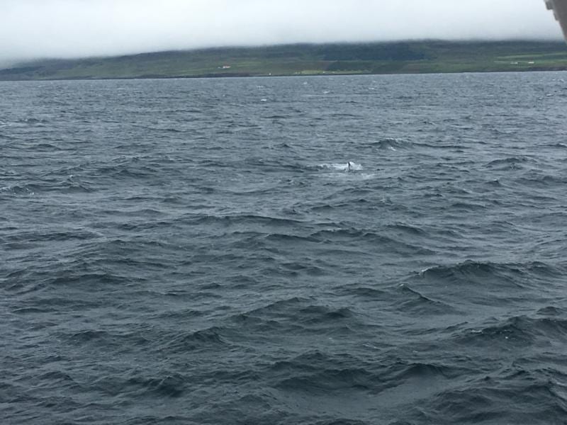 reykjavik whale