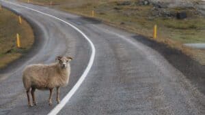 Lamd on the Ring road Lamd on the Ring road