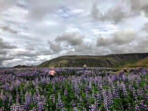 Lupine fields in Iceland