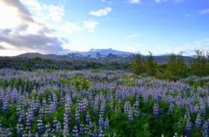 Lupine in Iceland