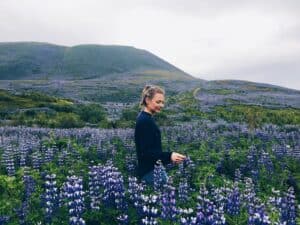 Lupine of Iceland Lupine of Iceland