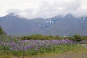 Lupins Iceland