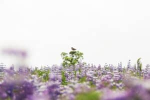 Ornithology in Iceland