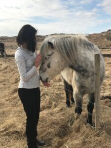 Petting the Icelandic horse