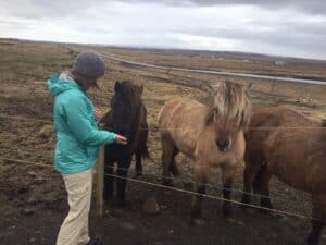Petting the horses in Iceland