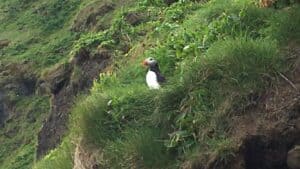 Puffin Iceland