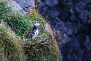 Puffin in East Iceland