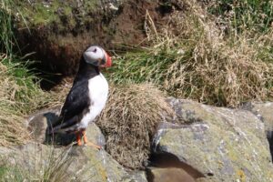 Puffin in Iceland