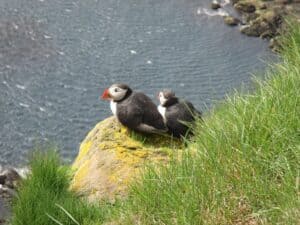 Puffins Látrabjarg