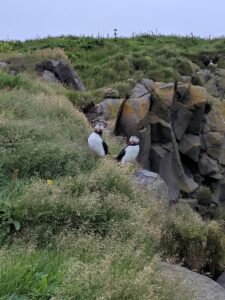 Puffins South Iceland