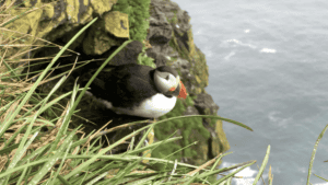 Puffins at Látrabjarg
