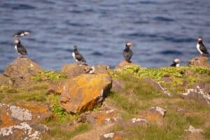 Puffins in Grímsey Puffins in Grímsey