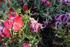 Reykjavik Botanic Gardens