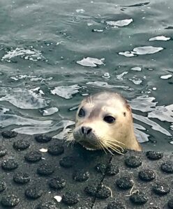 Seal in captivity