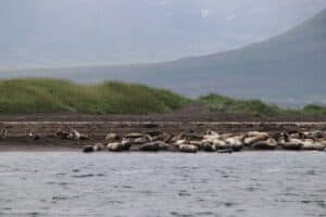 Seals at Vatnsnes peninsula