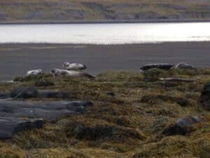 Seals in Strandir Seals in Strandir