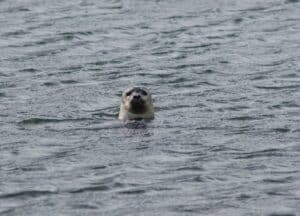 Seals in the Westfjords