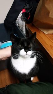 Selfoss Campground Cat