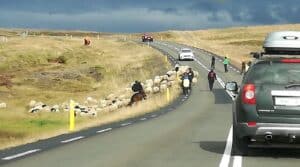 Sheep crossing the Ring Road