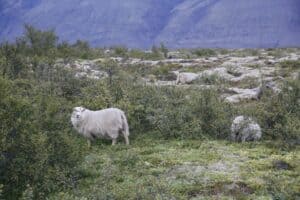Sheep in East Iceland