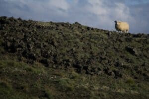 Sheep in lava fields