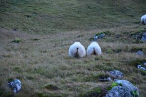 Sheep in the Westfjords