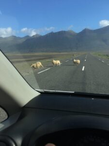 Sheep on the Ring road Sheep on the Ring road