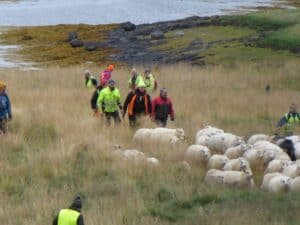 Sheep round-up in Iceland