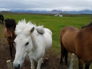 Snæfellsnes Horses