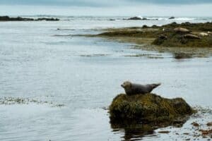 Snæfellsnes Seals