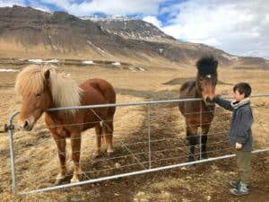 The Horses in Iceland