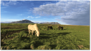 The Horses of Iceland The Horses of Iceland