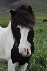 The Icelandic Horse